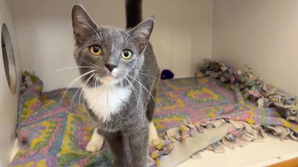 Big Tex, an adopted Domestic Short Hair in Chestertown, MD image 2/4