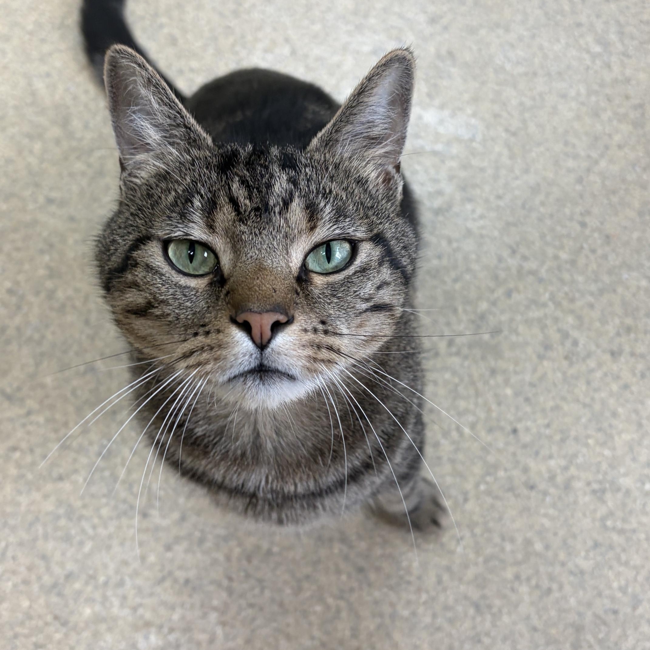 Enlarge Archie, a ADOPTABLE Domestic Short Hair in Westbrook, CT image 5/6