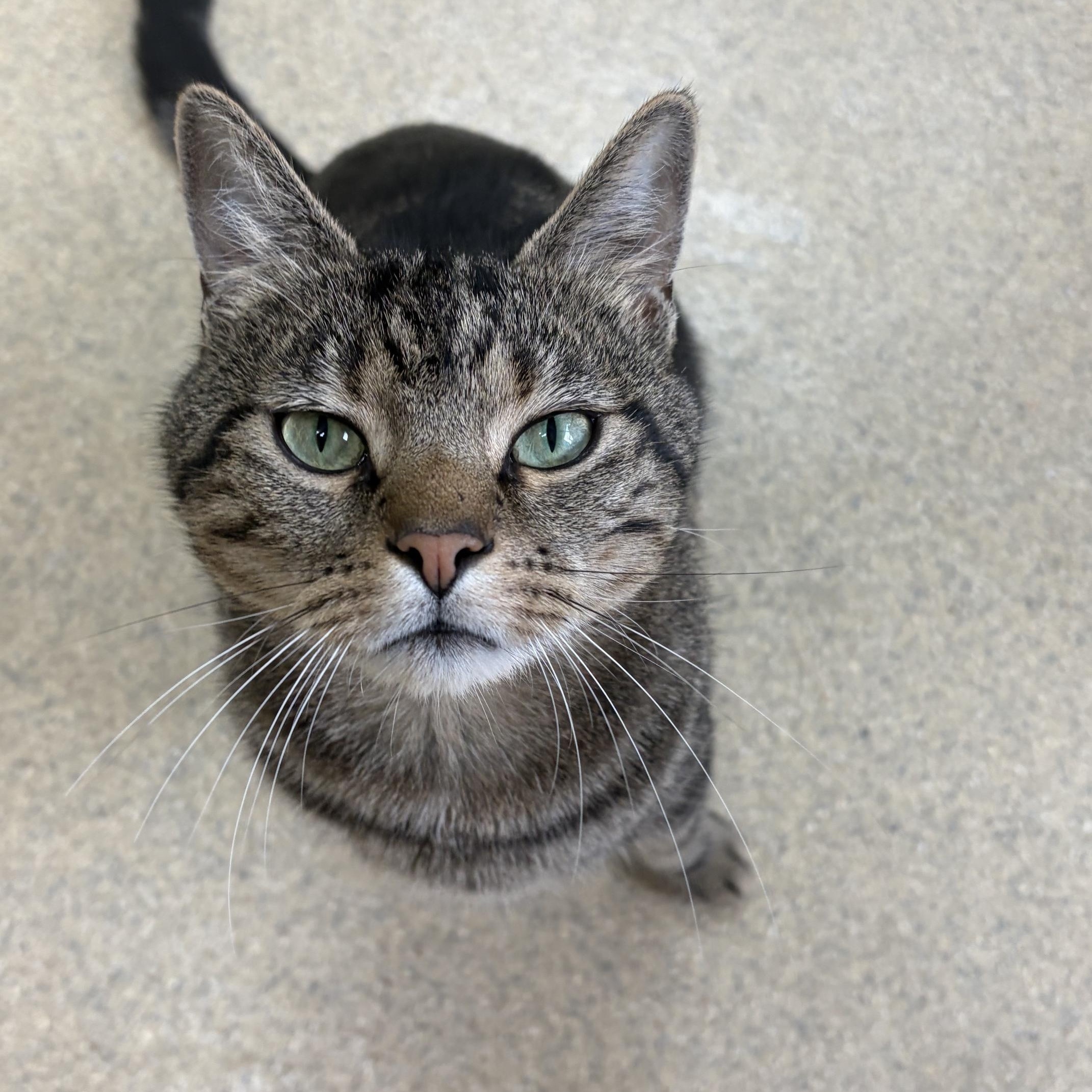 Enlarge Archie, a ADOPTABLE Domestic Short Hair in Westbrook, CT image 3/3