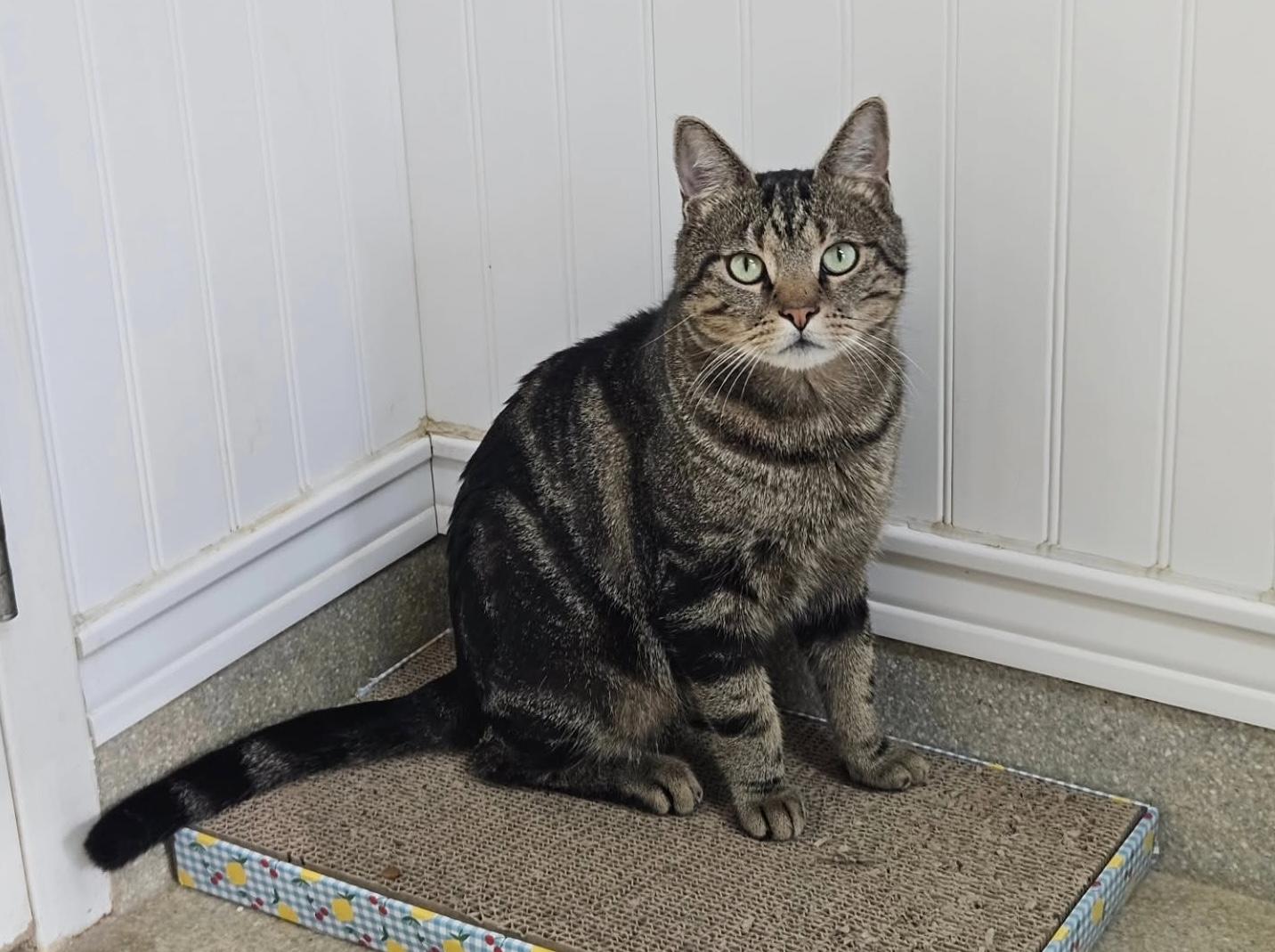 Enlarge Archie, a ADOPTABLE Domestic Short Hair in Westbrook, CT image 4/6