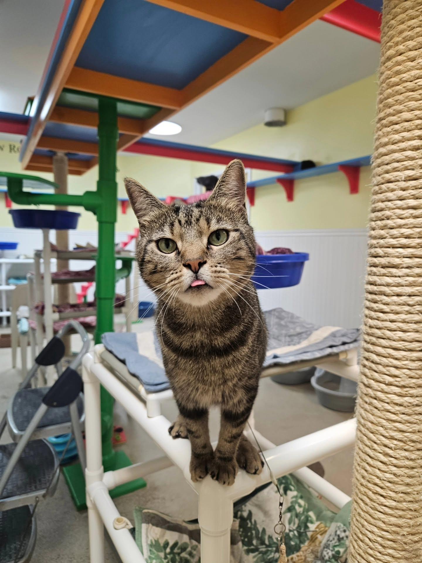 Enlarge Archie, a Adoptable Domestic Short Hair in Westbrook, CT image 6/6