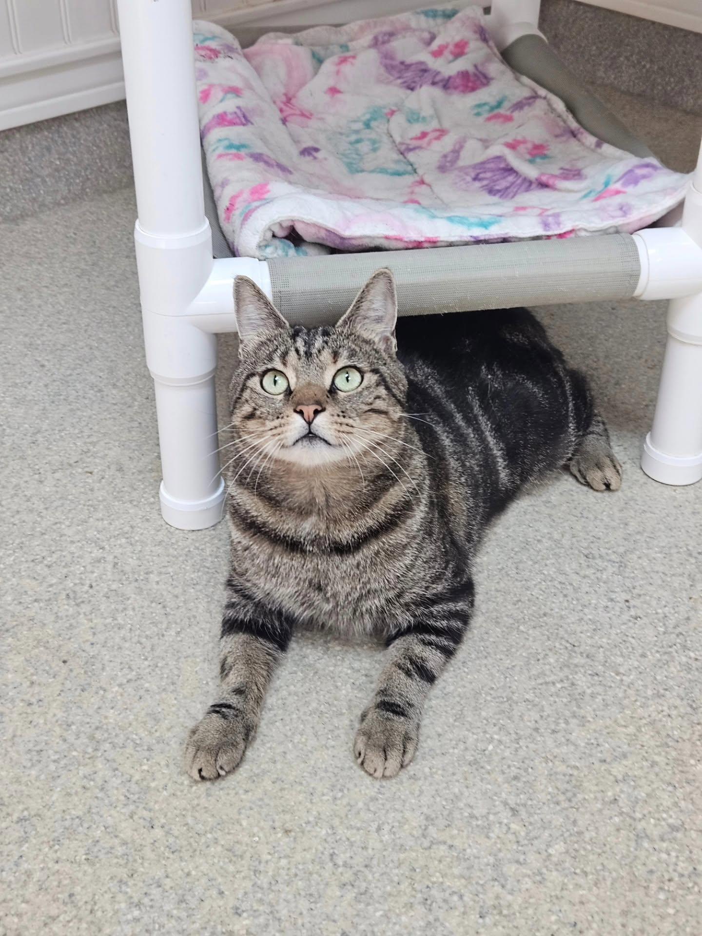 Enlarge Archie, a ADOPTABLE Domestic Short Hair in Westbrook, CT image 6/6