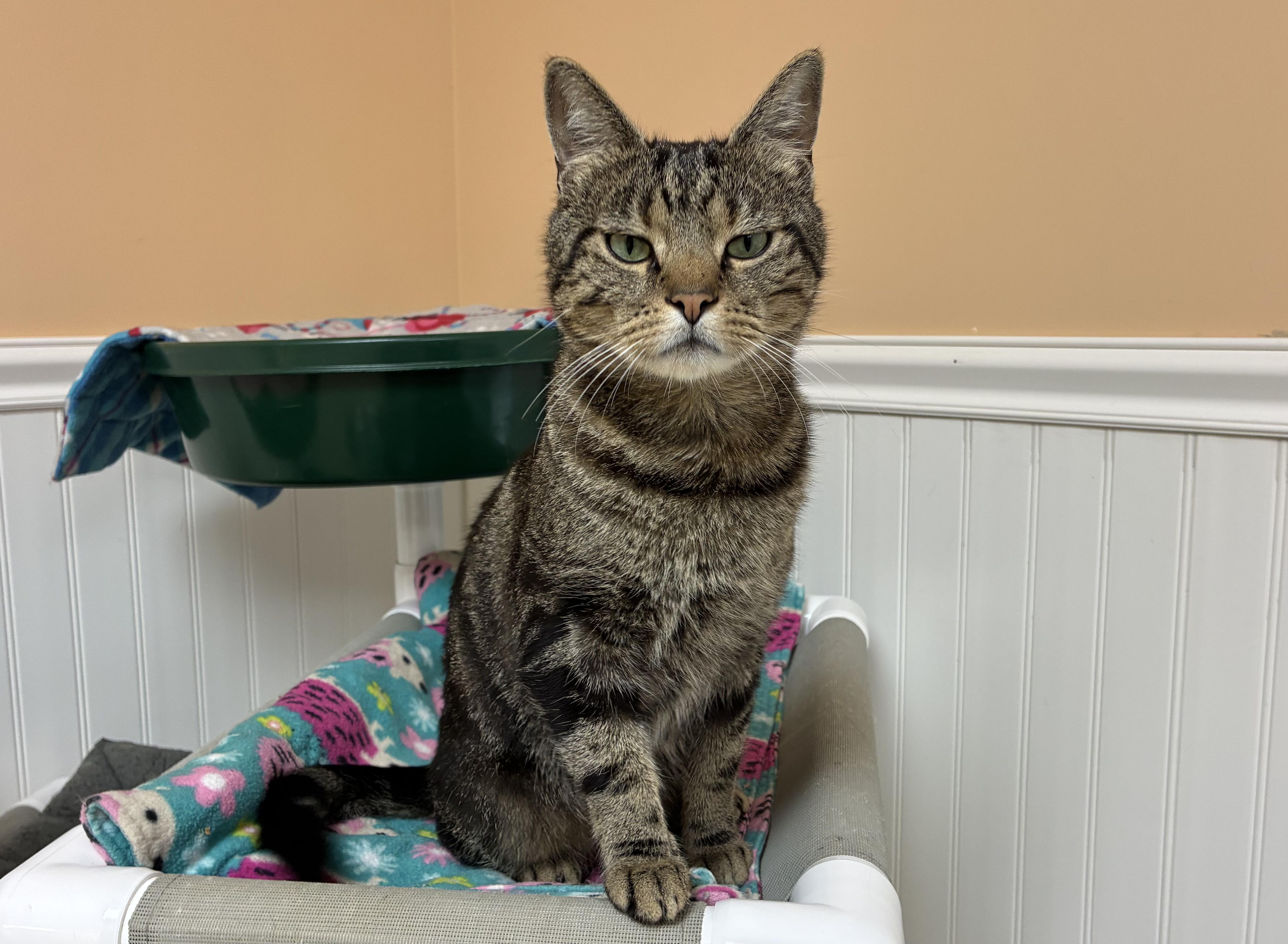 Enlarge Archie, a ADOPTABLE Domestic Short Hair in Westbrook, CT image 1/3