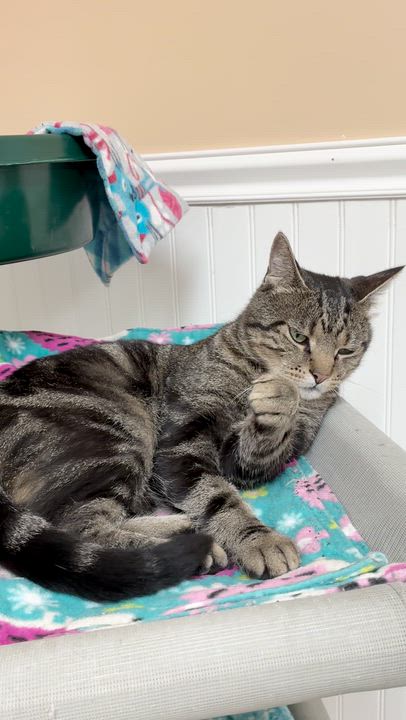 Enlarge Archie, a ADOPTABLE Domestic Short Hair in Westbrook, CT video 2/3