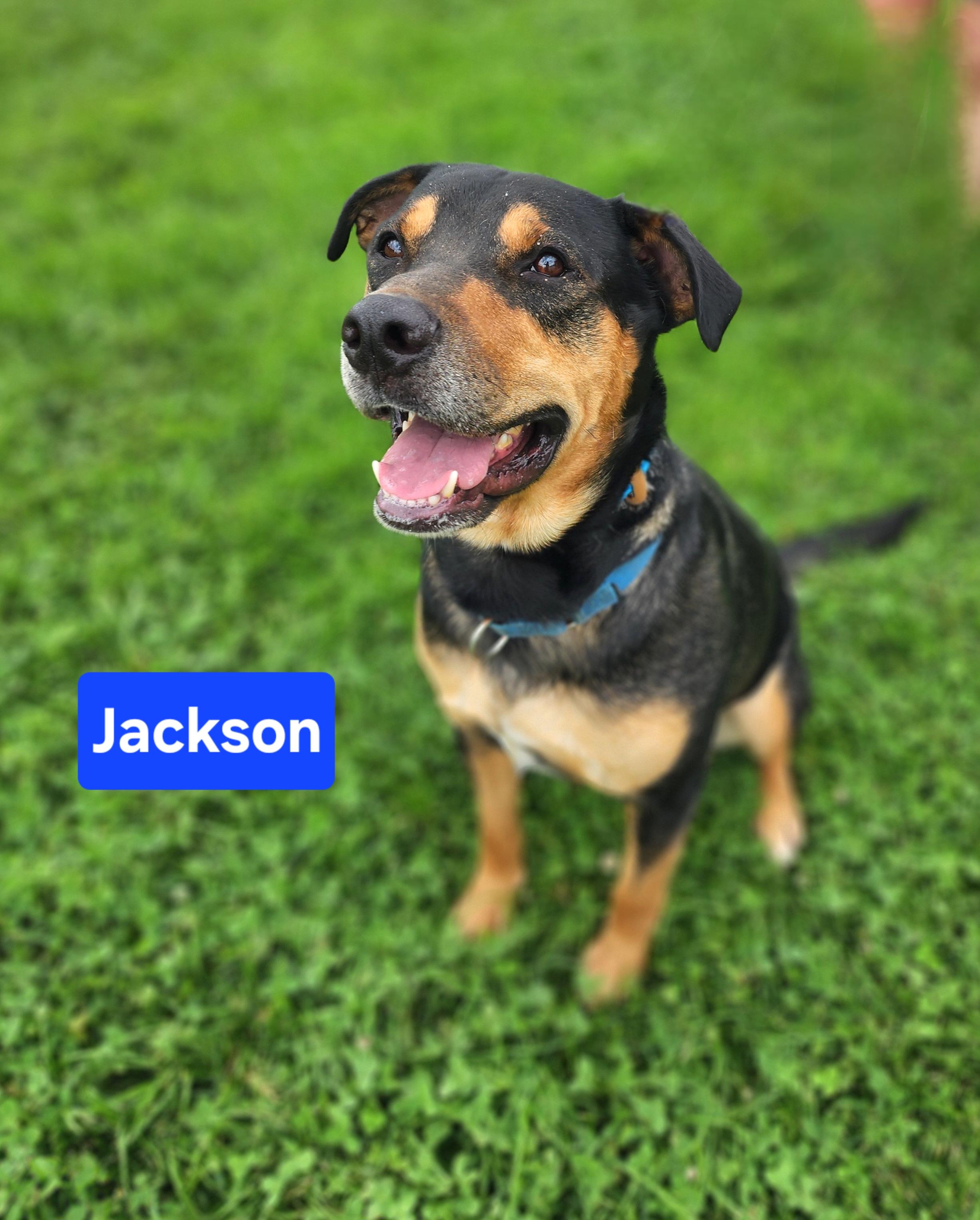 Enlarge Jackson, a ADOPTABLE mixed breed in Clinton, MO image 3/3