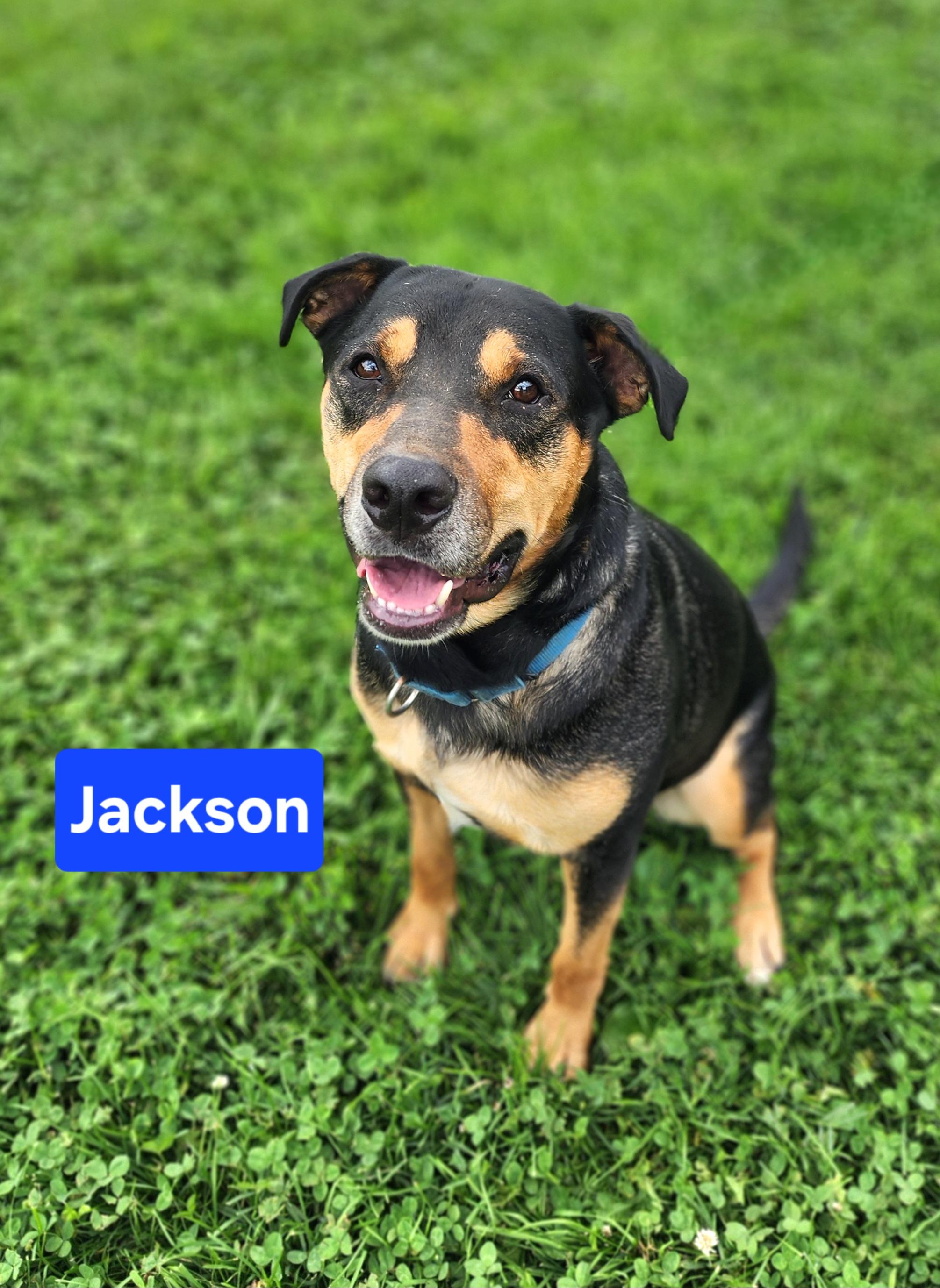 Jackson, ADOPTABLE, Young Male Labrador Retriever & Rottweiler.