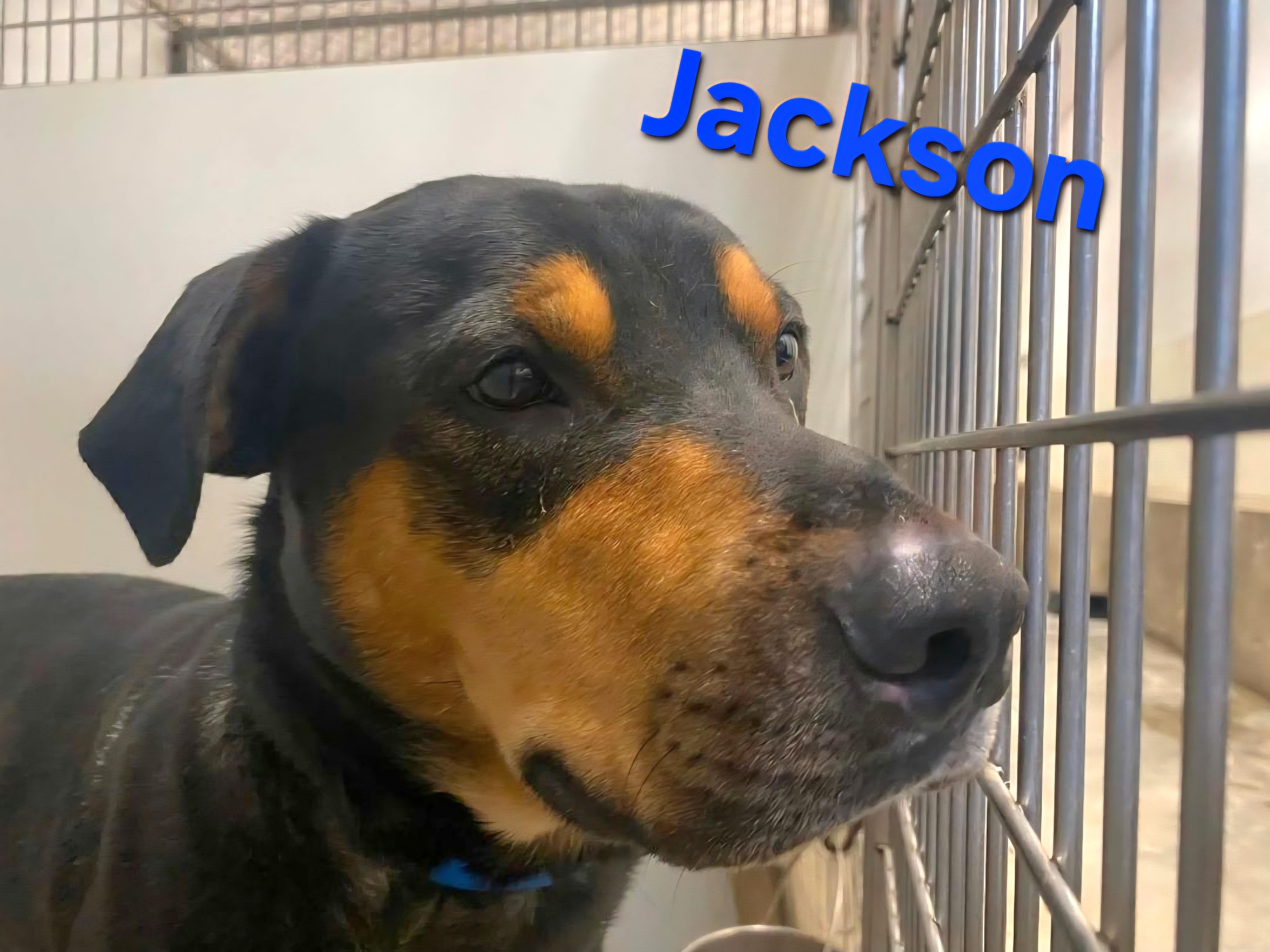 Jackson, ADOPTABLE, Young Male Labrador Retriever & Rottweiler.