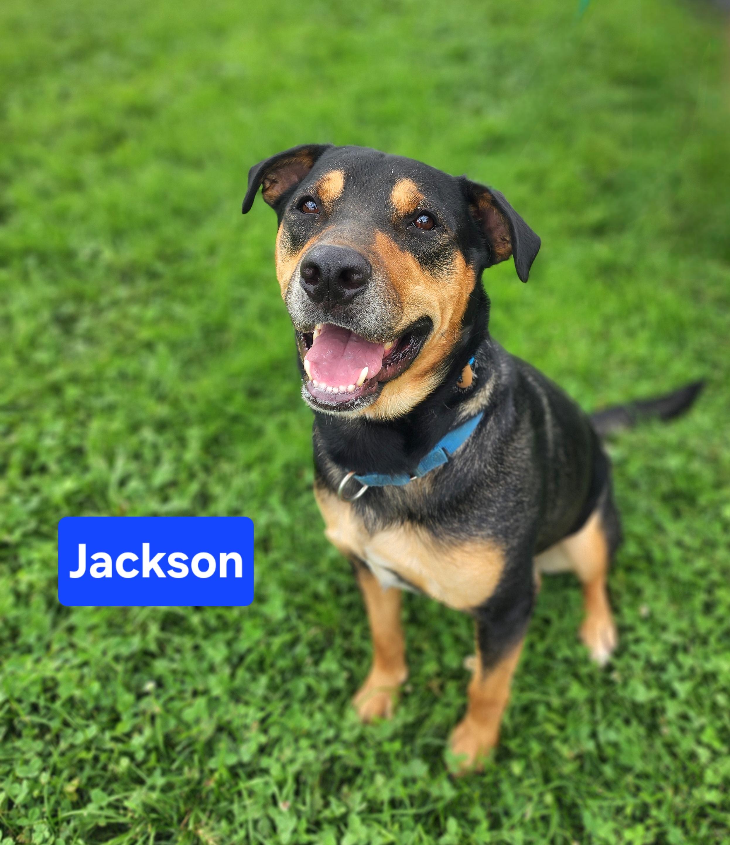 Enlarge Jackson, a ADOPTABLE mixed breed in Clinton, MO image 2/3