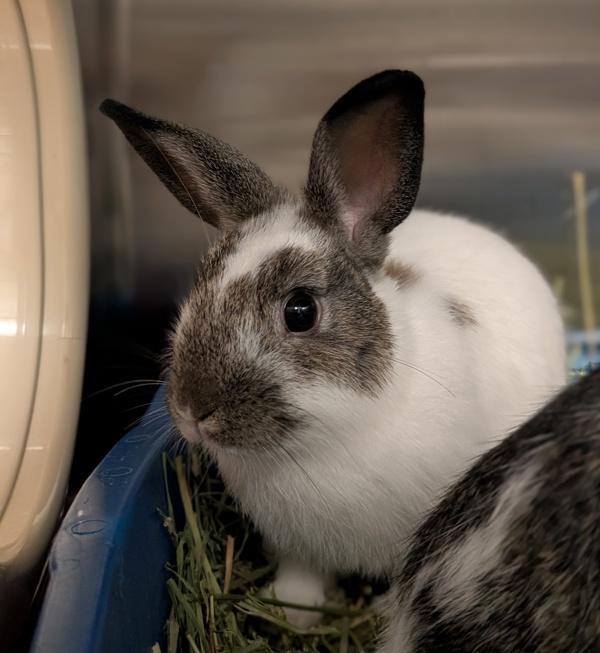 Galaxy, Adoptable, Baby Female English Spot.