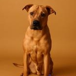 Luna 59654795, Adoptable, Adult Female Pit Bull Terrier & German Shepherd Dog.