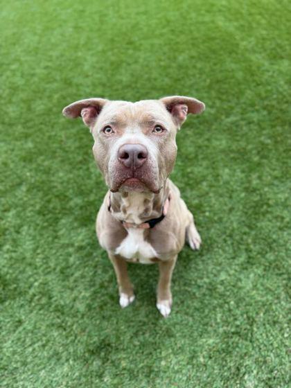 Enlarge Remmington - 3, a Adoptable mixed breed in Daytona Beach, FL image 1/1