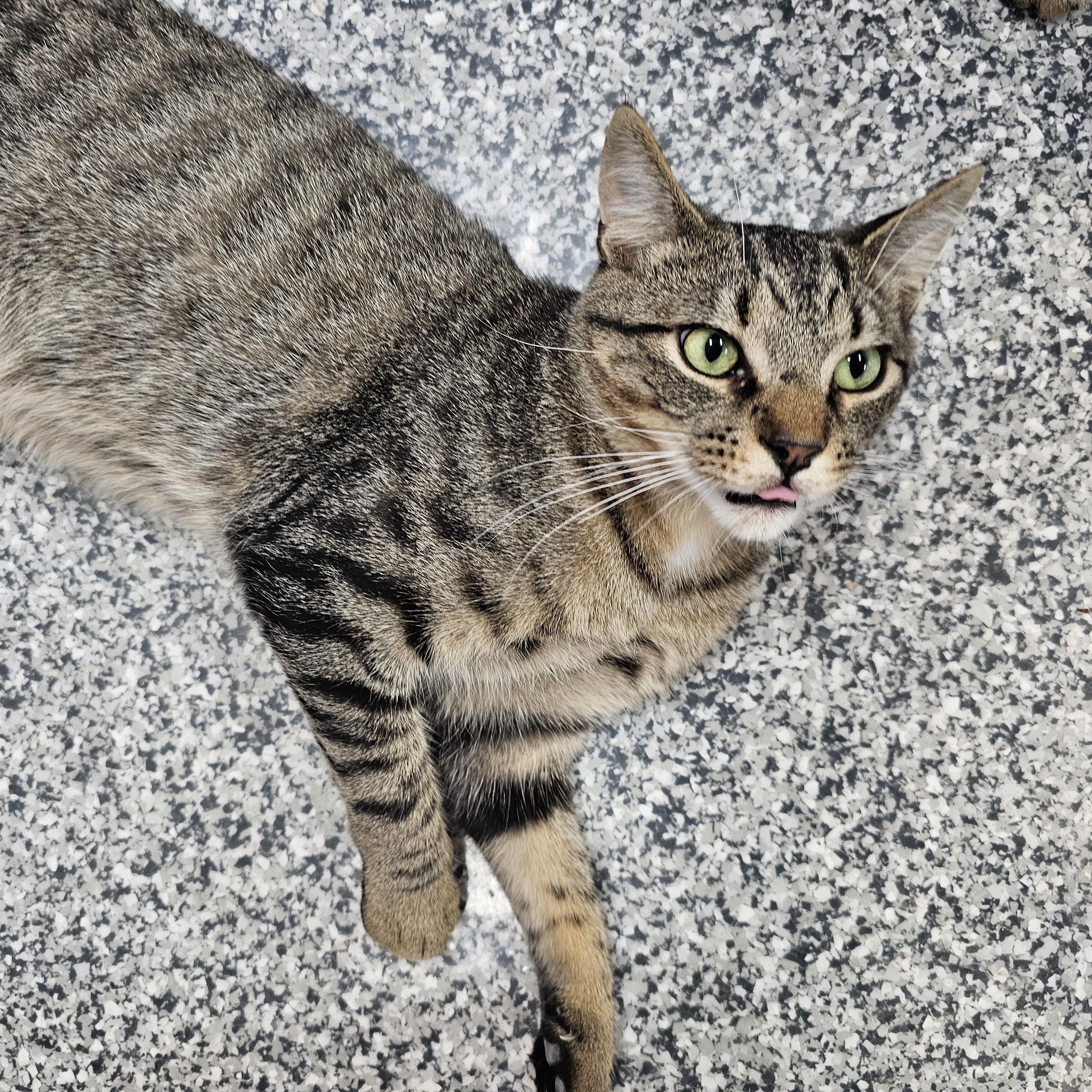 Enlarge Fitz, a Adoptable Domestic Short Hair in Dunkirk, NY image 2/2