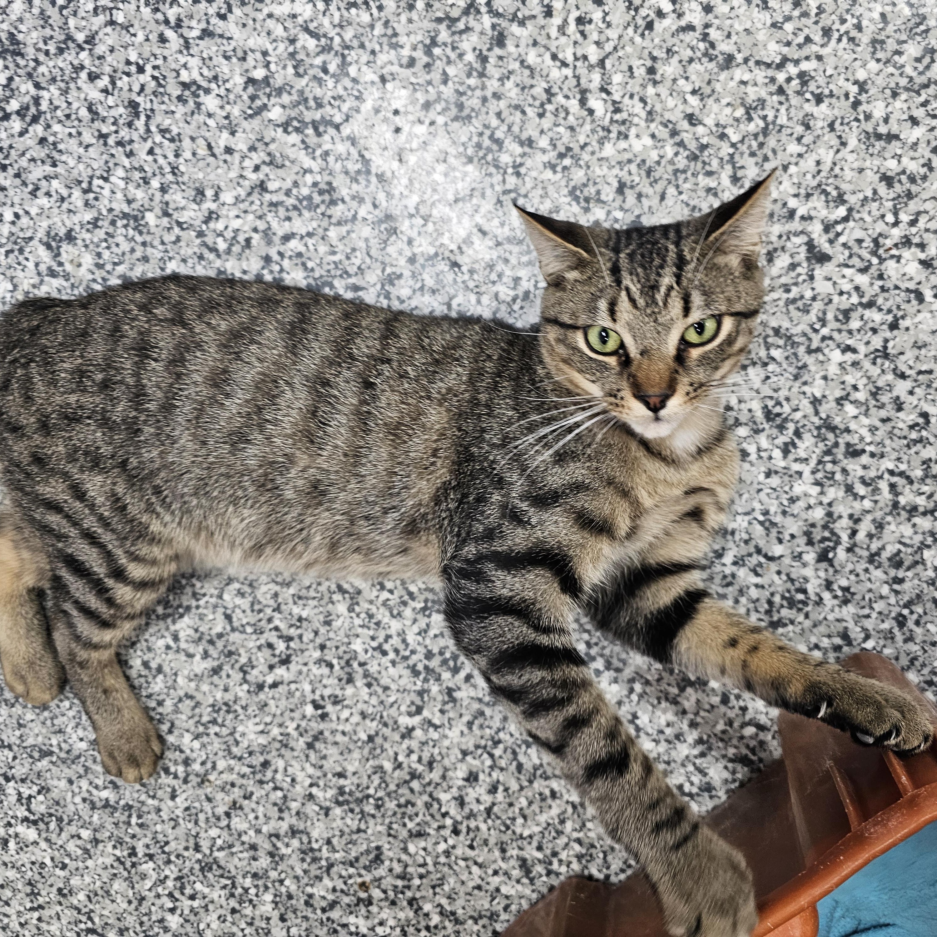 Fitz, Adoptable, Young Male Domestic Short Hair.