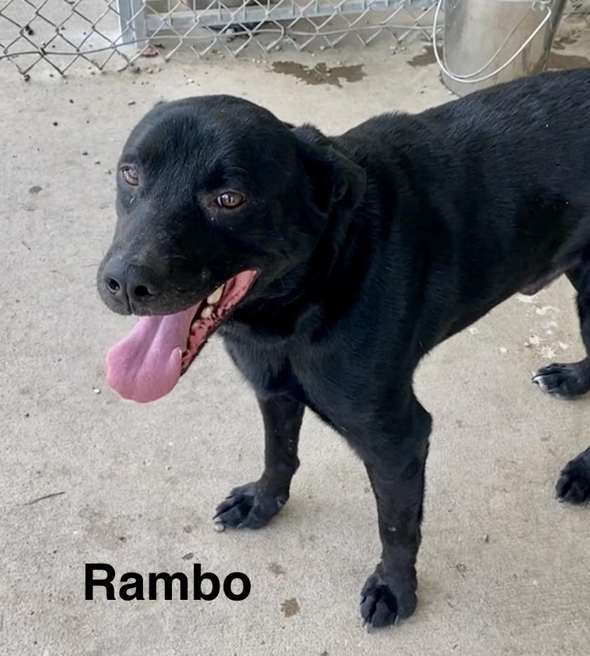 Rambo, a ADOPTABLE mixed breed in Pomeroy, OH image 1/6