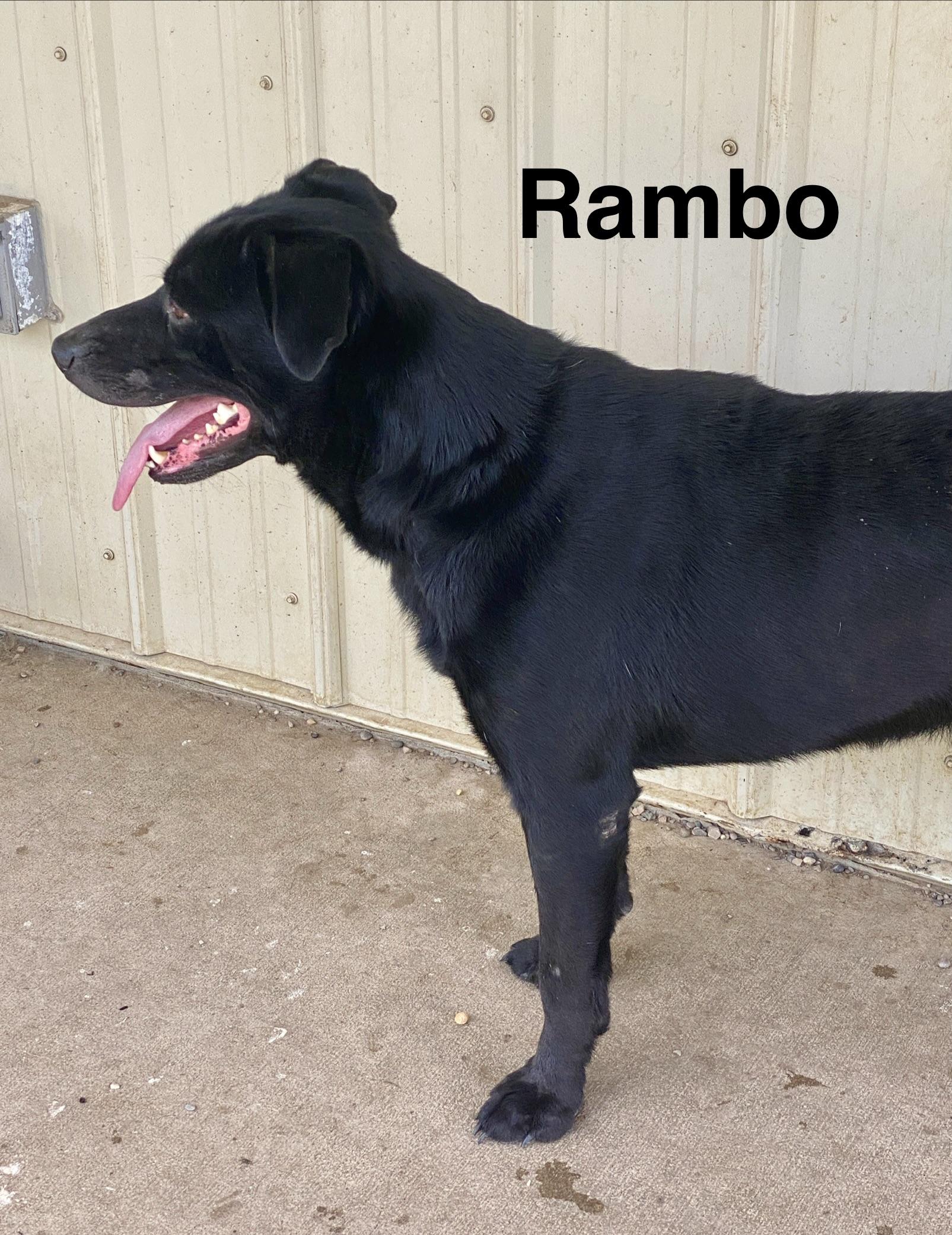 Rambo, a ADOPTABLE mixed breed in Pomeroy, OH image 4/6