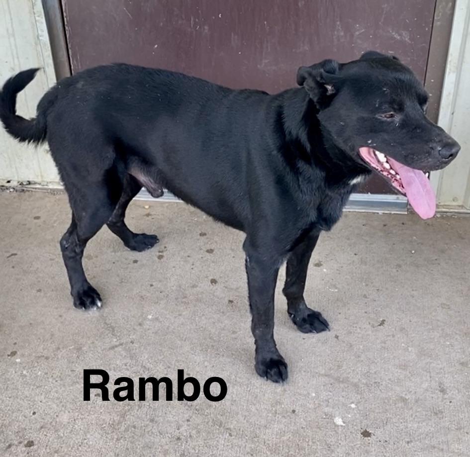 Rambo, a ADOPTABLE mixed breed in Pomeroy, OH image 5/6