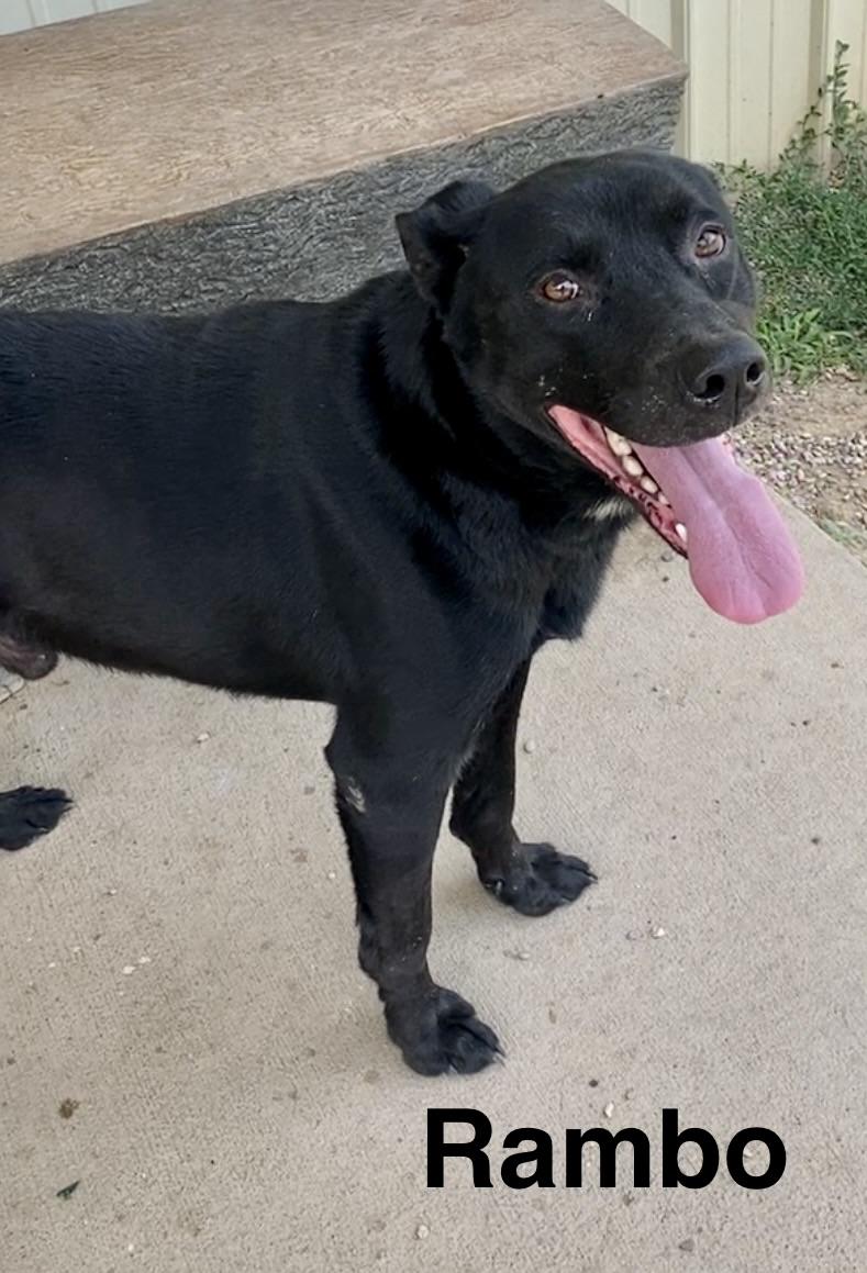 Rambo, a ADOPTABLE mixed breed in Pomeroy, OH image 2/6