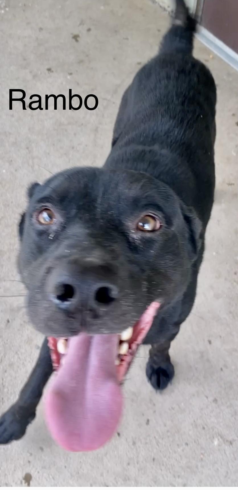 Rambo, a ADOPTABLE mixed breed in Pomeroy, OH image 6/6