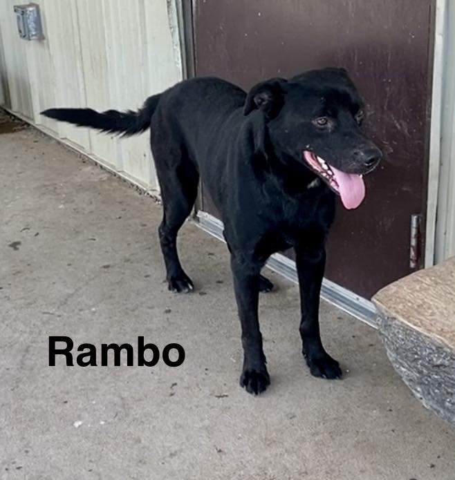 Rambo, a ADOPTABLE mixed breed in Pomeroy, OH image 3/6