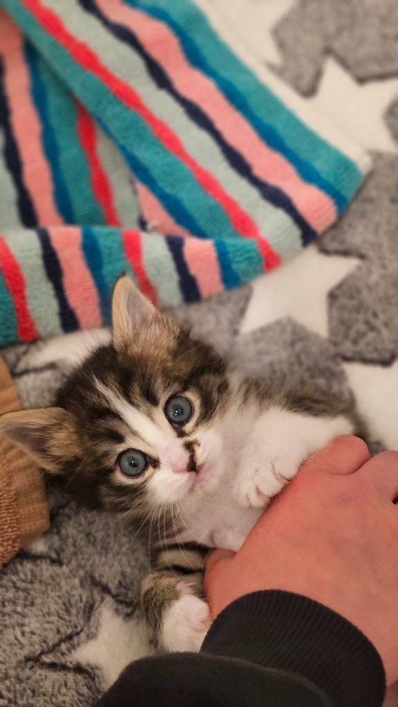 Gibson (Terry), Adoptable, Kitten Male Domestic Short Hair.