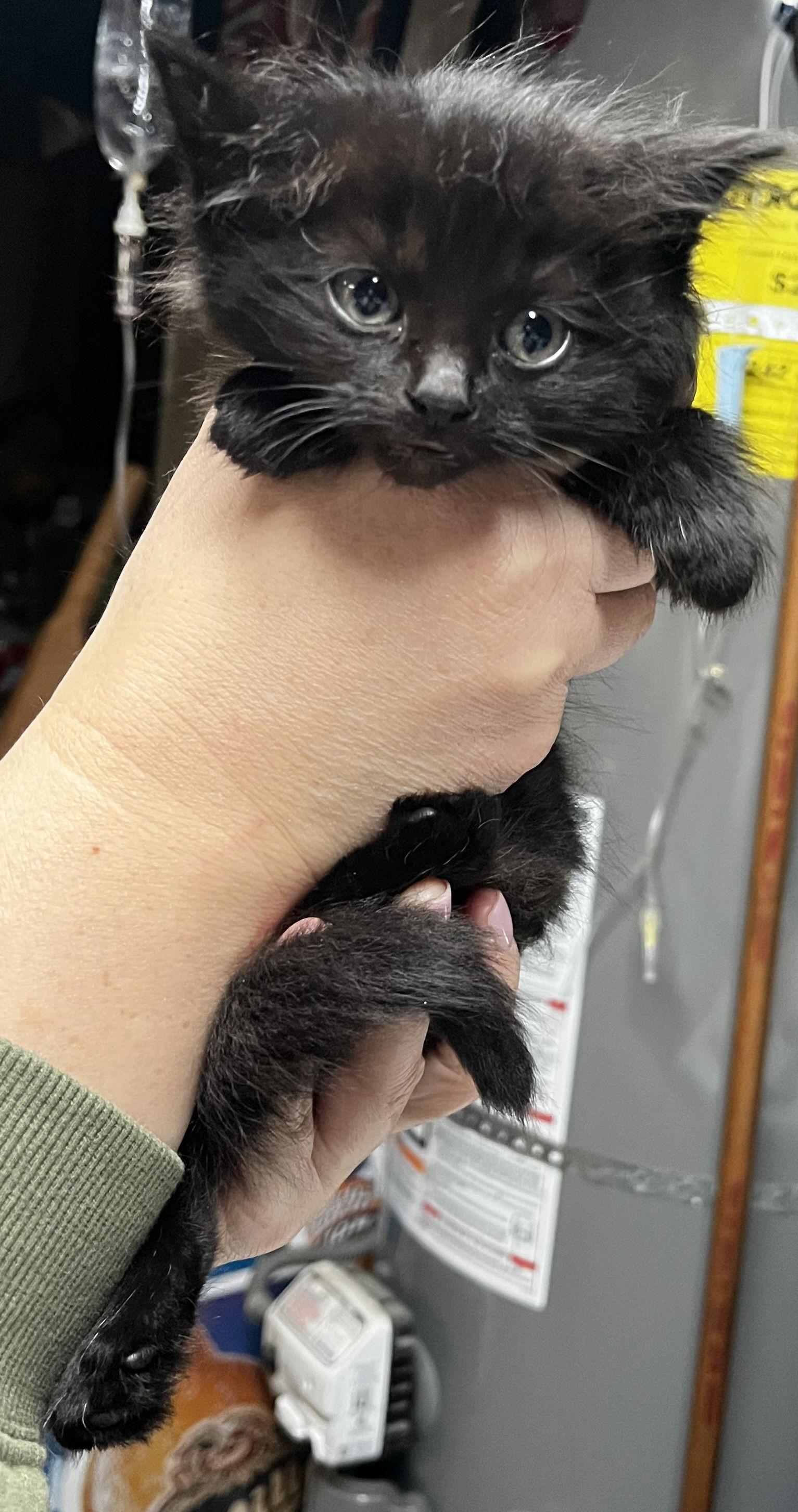 Enlarge Pepper, a Adopted Domestic Medium Hair in Fremont, CA image 1/1