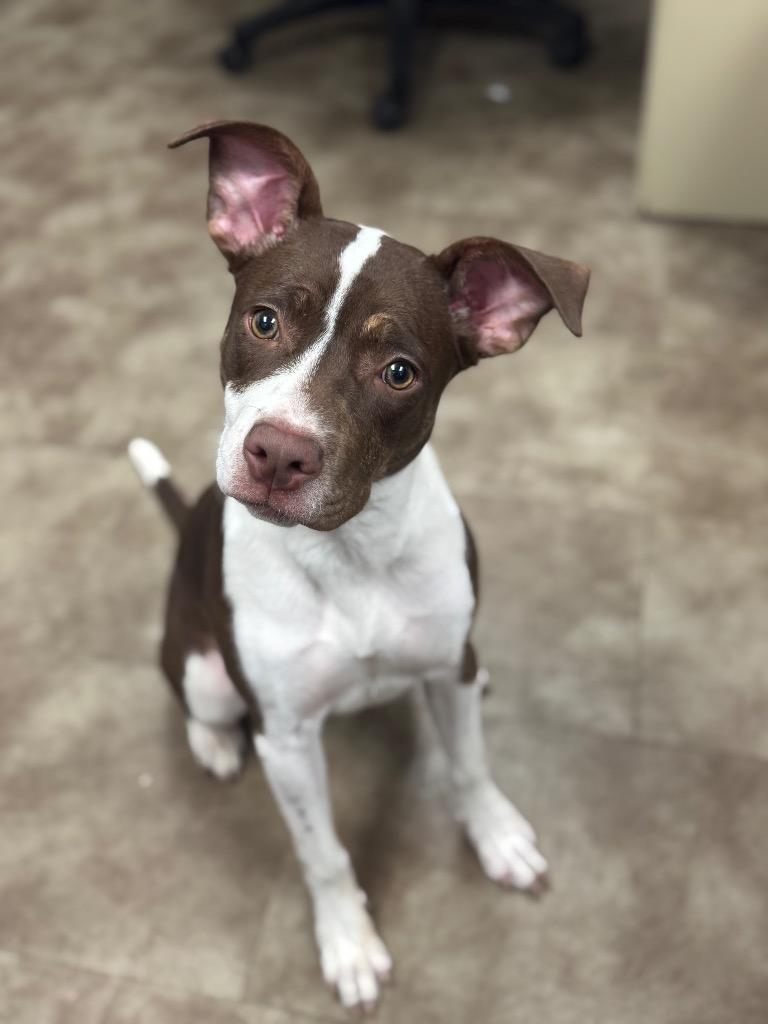 Tayla, Adoptable, Young Female Mixed Breed.