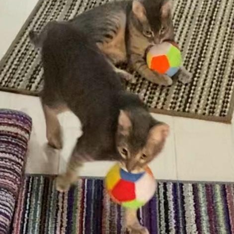 Very Very Tom and Jerry - the two and only super bonded brothers, a ADOPTABLE Egyptian Mau in Mississauga, ON image 6/6