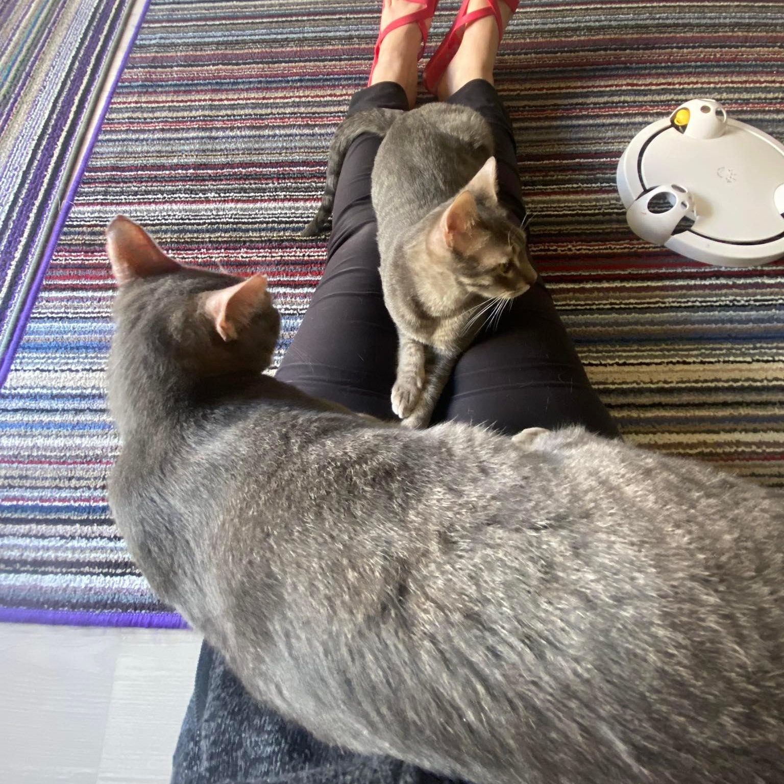 Very Very Tom and Jerry - the two and only super bonded brothers, a ADOPTABLE Egyptian Mau in Mississauga, ON image 5/6