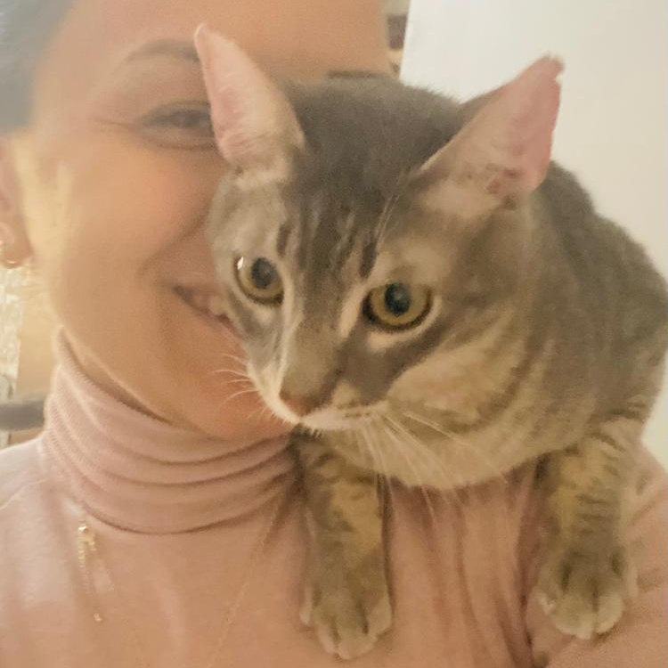 Very Very Tom and Jerry - the two and only super bonded brothers, a ADOPTABLE Egyptian Mau in Mississauga, ON image 4/6