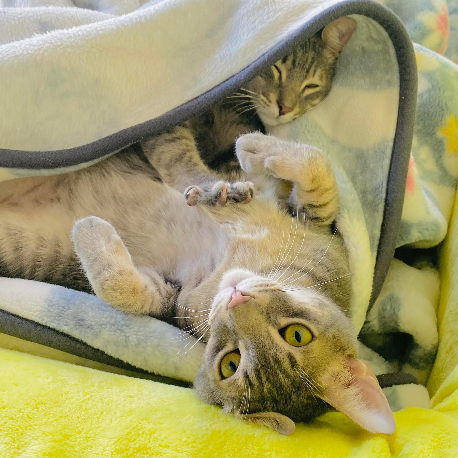 Very Very Tom and Jerry - the two and only super bonded brothers, a ADOPTABLE Egyptian Mau in Mississauga, ON image 3/6