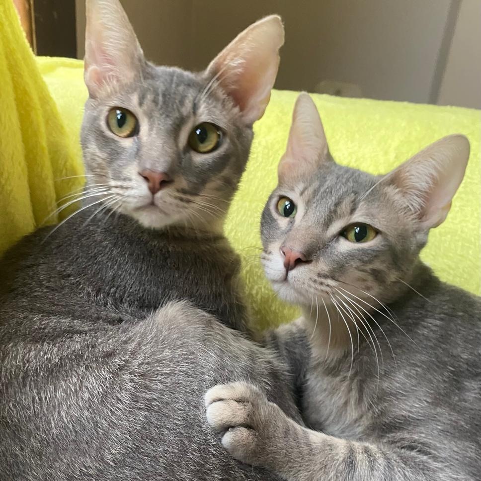 Very Very Tom and Jerry - the two and only super bonded brothers, ADOPTABLE, Adult Male Egyptian Mau.