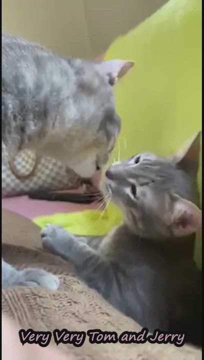 Enlarge Very Very Tom and Jerry - the two and only super bonded brothers, a ADOPTABLE Egyptian Mau in Mississauga, ON video 2/6
