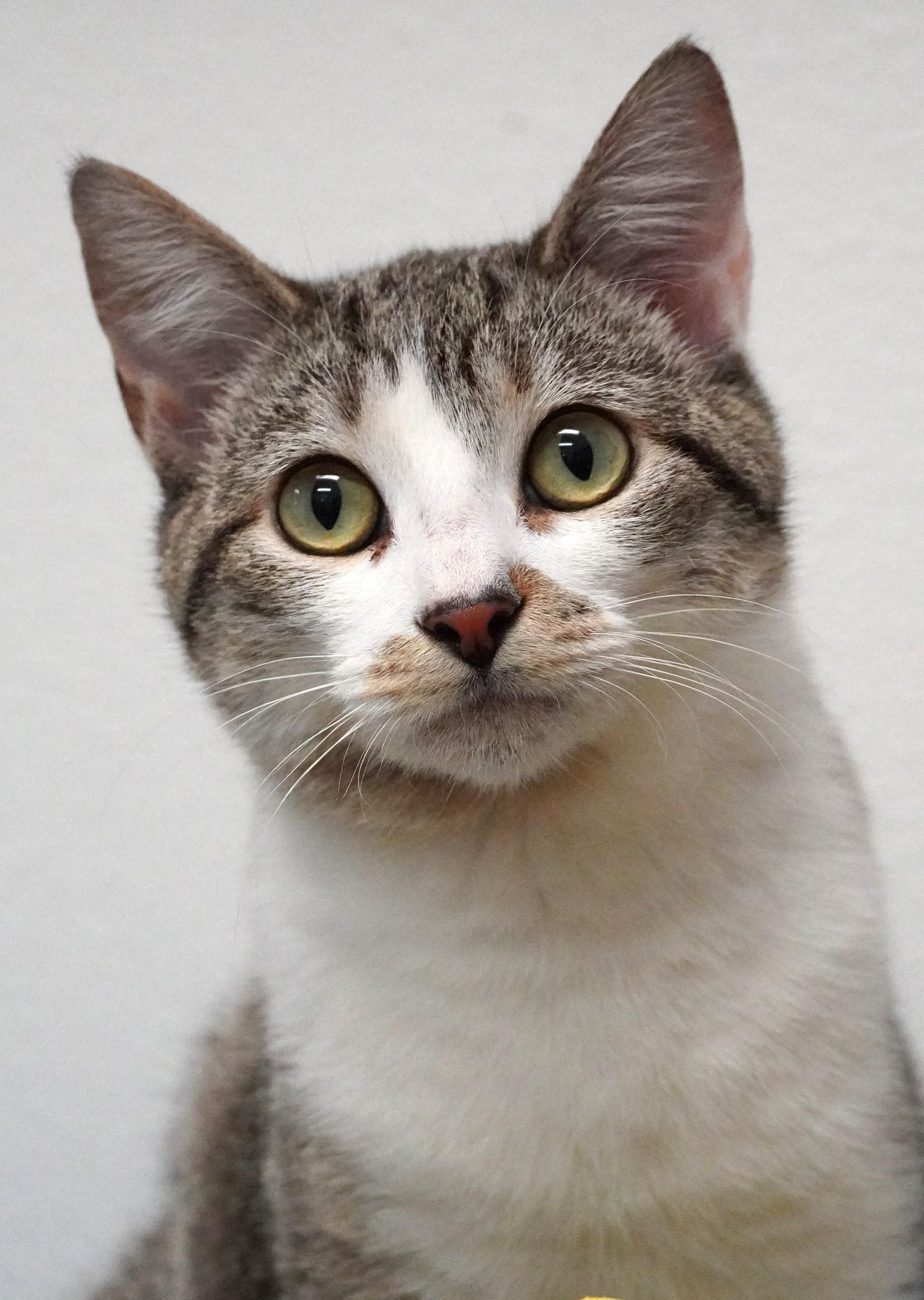Enlarge Phoebe, an adopted Domestic Short Hair in Grants Pass, OR image 2/2