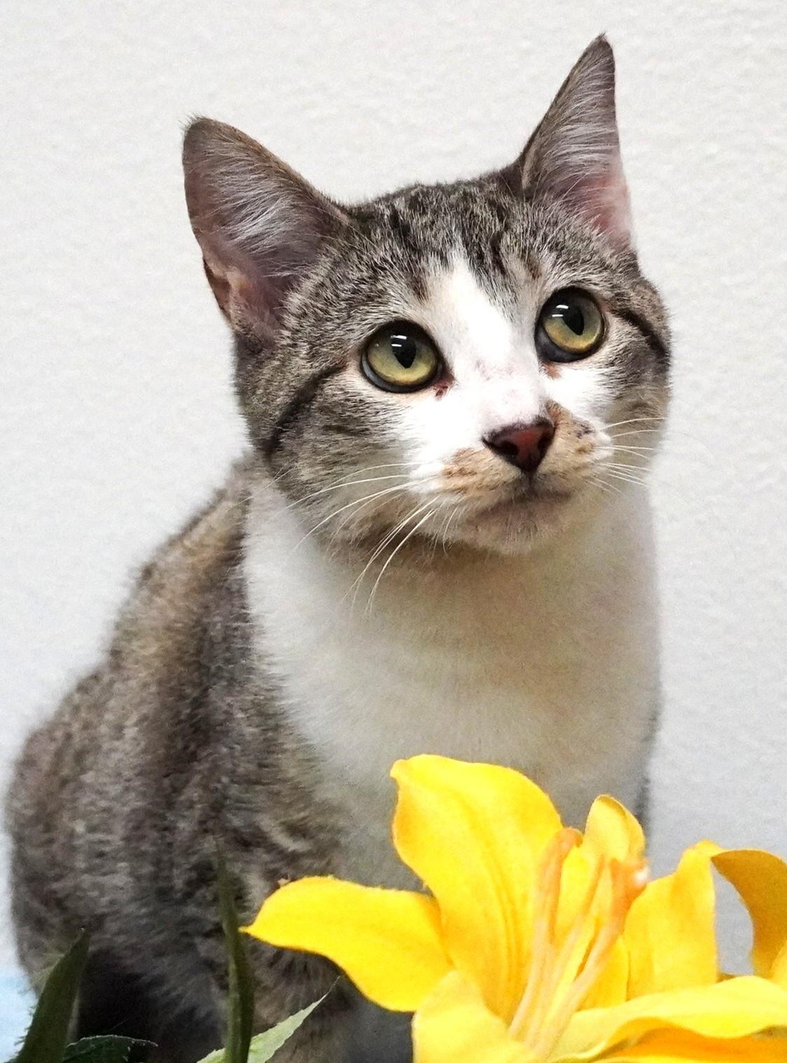 Phoebe, adopted, Young Female Domestic Short Hair.