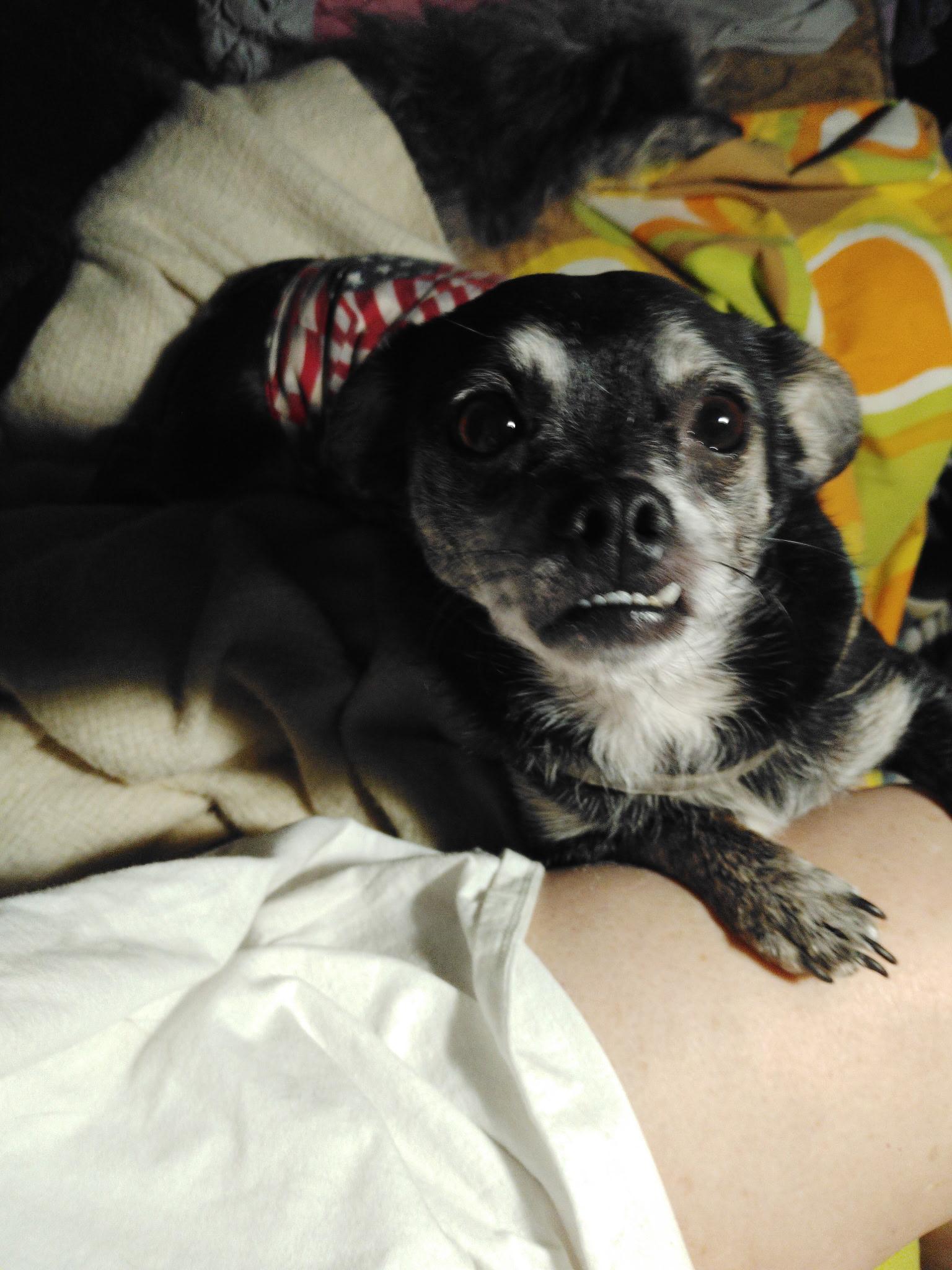 Mr Bean, Adoptable, Adult Male Chihuahua.