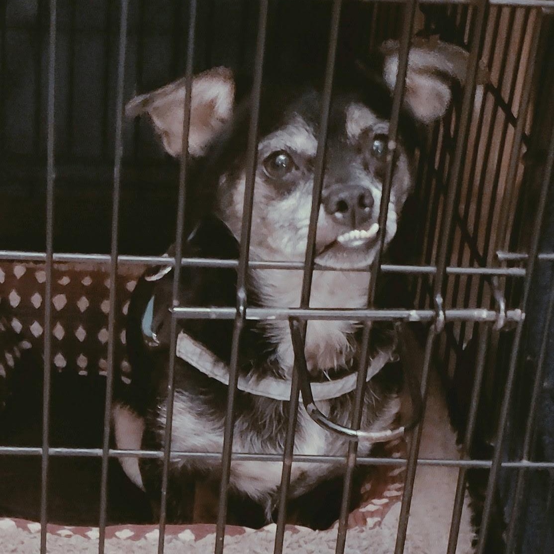 Enlarge Mr Bean, a Adoptable Chihuahua in Garland, TX image 2/2