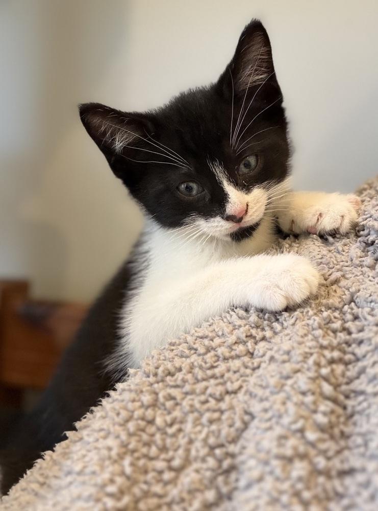 Spiderweb: Carolina, a Adoptable mixed breed in Warren, CT image 2/6