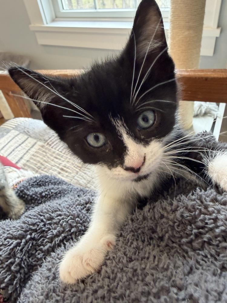 Spiderweb: Carolina, a Adoptable mixed breed in Warren, CT image 4/6