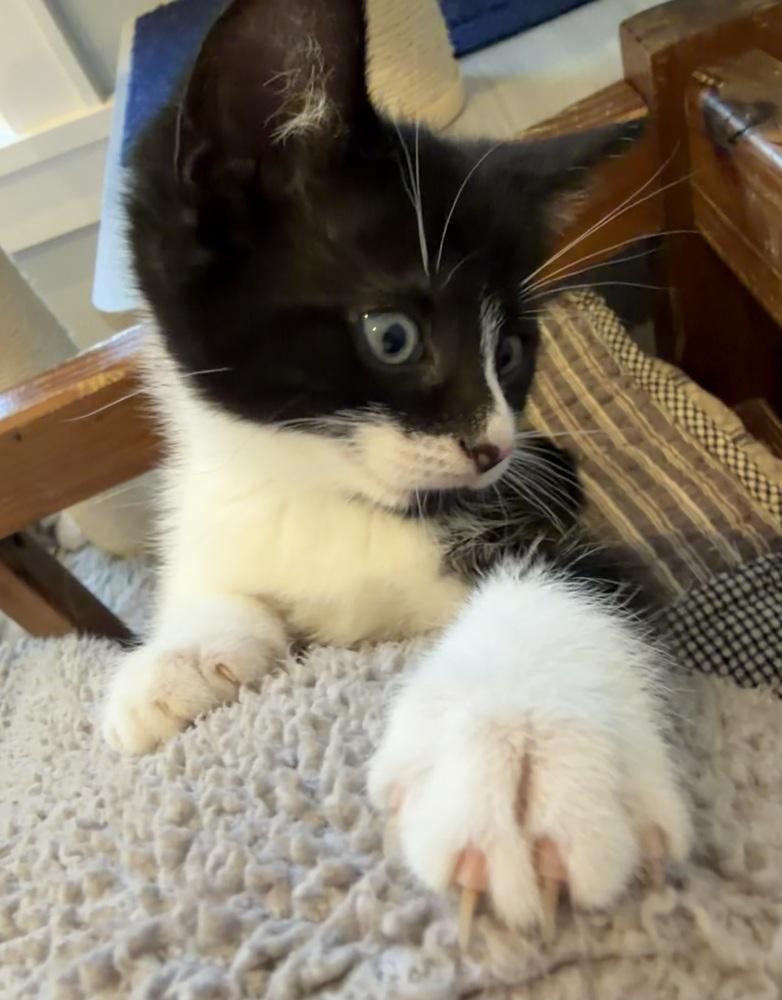 Spiderweb: Carolina, a Adoptable mixed breed in Warren, CT image 5/6
