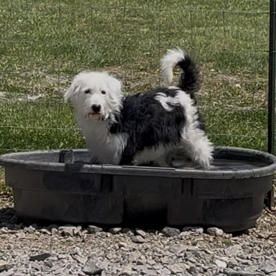 Josey Wales, an adopted Old English Sheepdog in Rochester, NY image 2/6