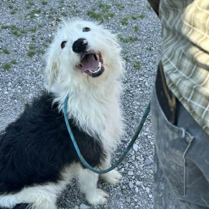 Josey Wales, an adopted Old English Sheepdog in Rochester, NY image 3/6