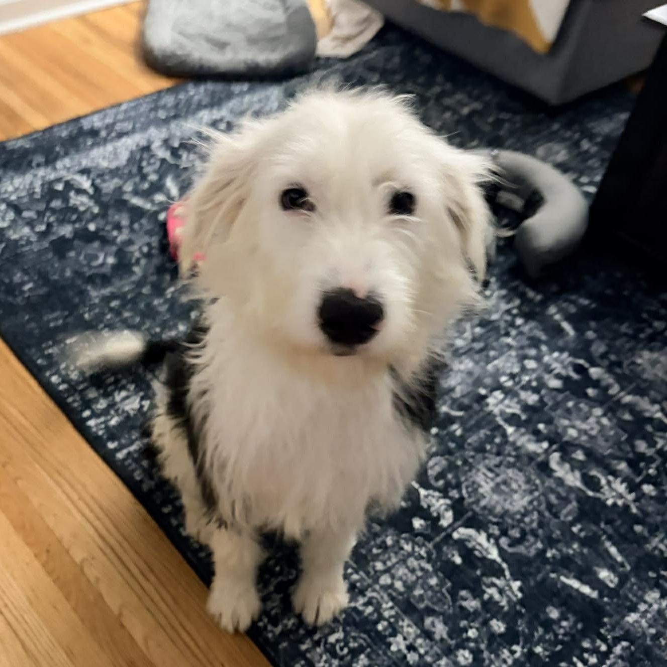 Josey Wales, an adopted Old English Sheepdog in Rochester, NY image 1/6