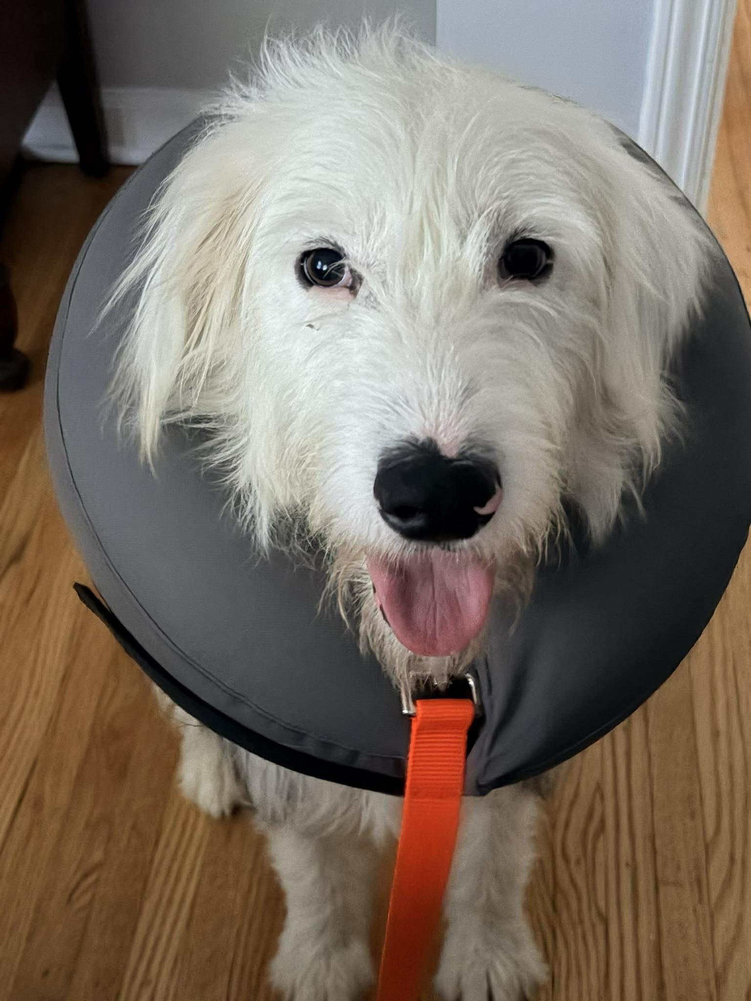 Josey Wales, an adopted Old English Sheepdog in Rochester, NY image 4/6