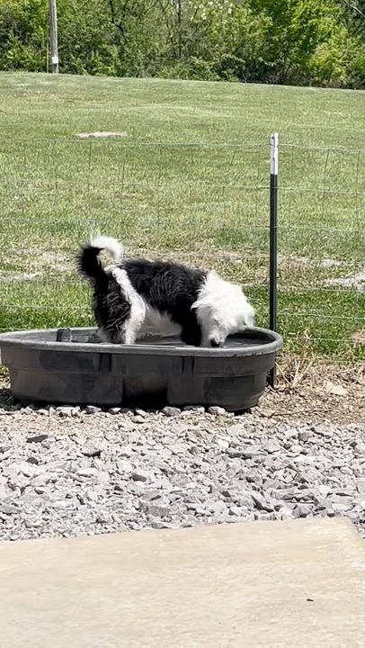 Enlarge Josey Wales, an adopted Old English Sheepdog in Rochester, NY video 6/6