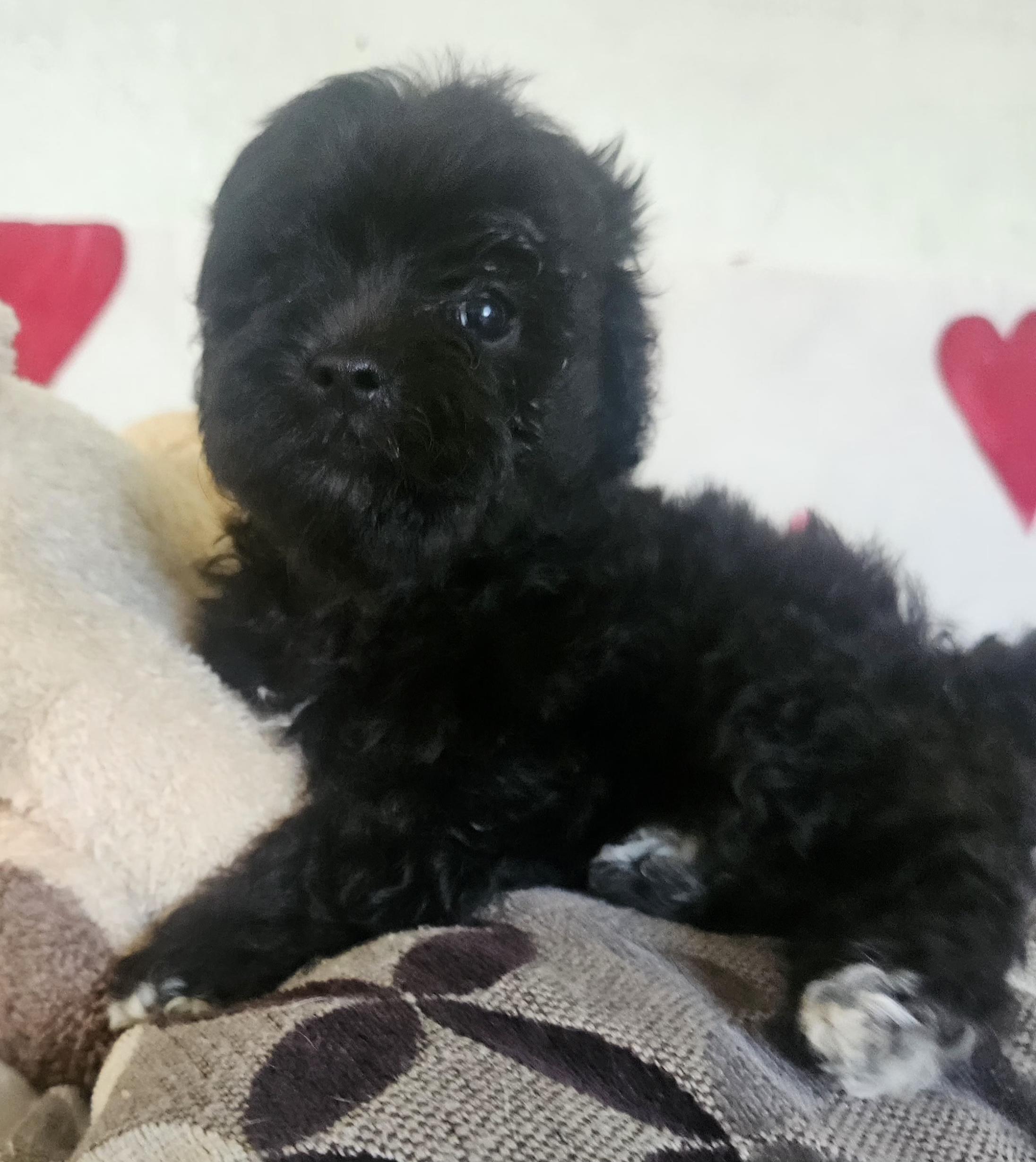 Benji Maltipoo Dog