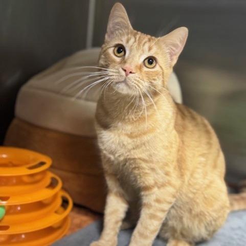 Enlarge Cadbury, a Adoptable mixed breed in Bullhead City, AZ image 1/4