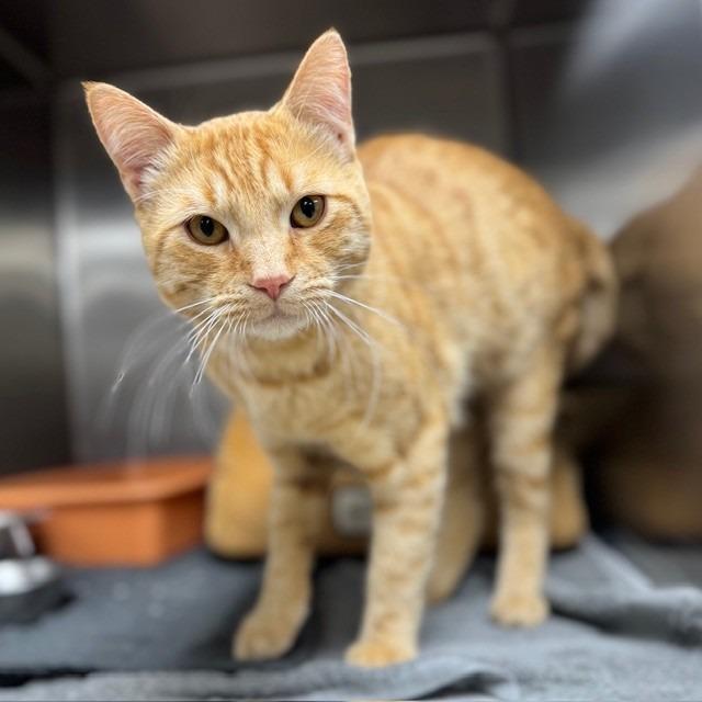 Enlarge Cadbury, a Adoptable mixed breed in Bullhead City, AZ image 2/4