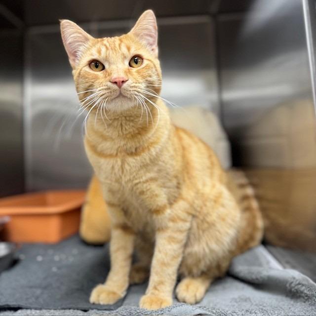 Enlarge Cadbury, a Adoptable mixed breed in Bullhead City, AZ image 3/4