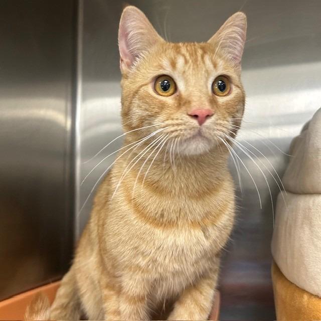 Enlarge Cadbury, a Adoptable mixed breed in Bullhead City, AZ image 4/4