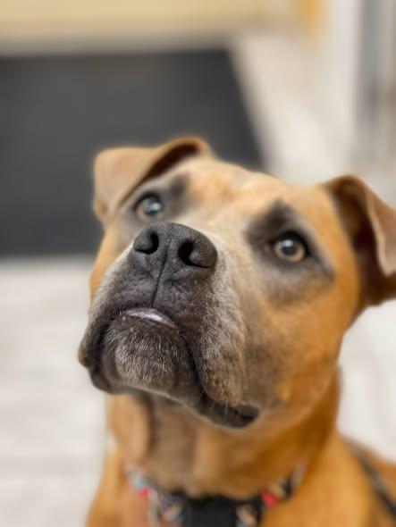 Enlarge Kermit, an adopted mixed breed in North Kansas City, MO image 3/4